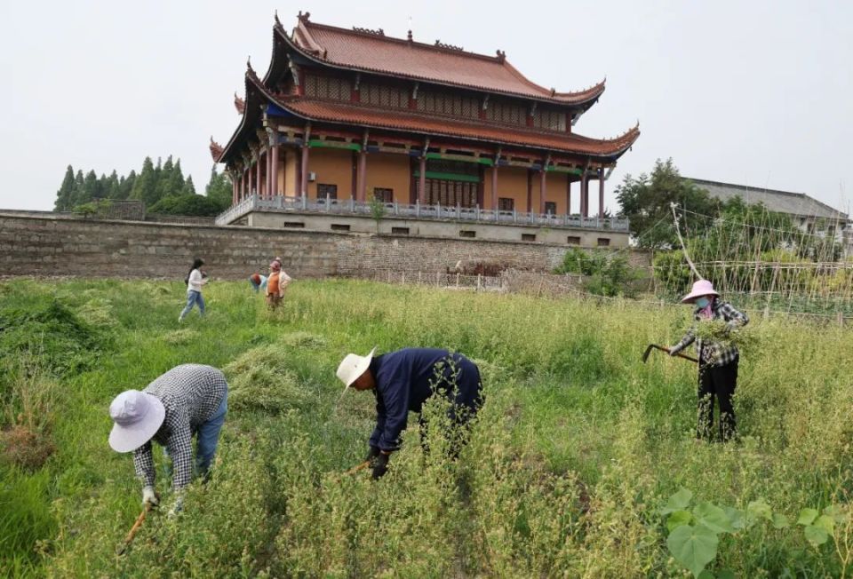 寿州香草又飘香 非遗文化展风采