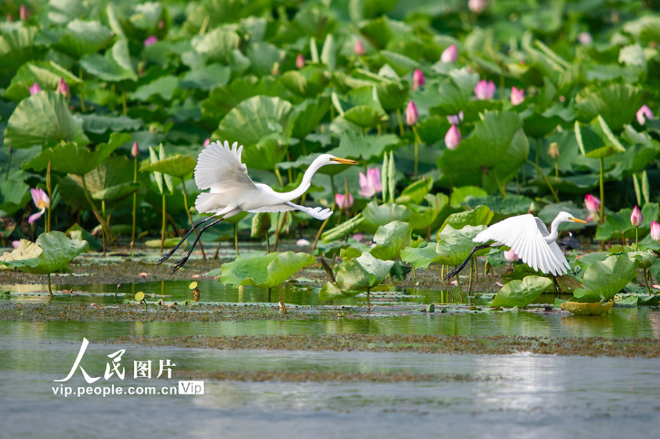 2024年7月14日,安徽省淮北市濉溪县刘桥镇凤栖湖湿地公园,白鹭在荷塘