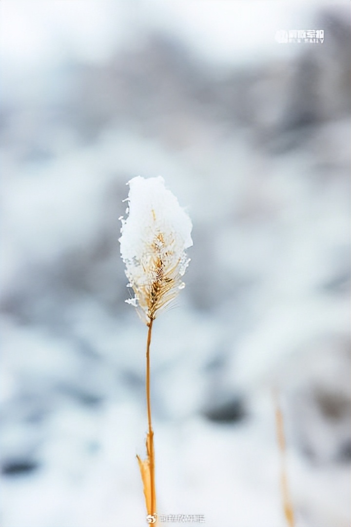 大雪照片真实图片