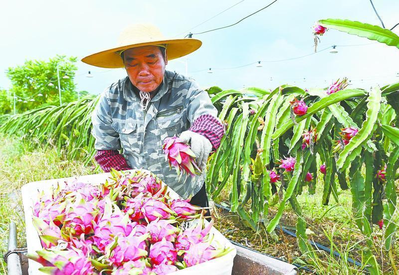 迎来今年第7批火龙果成熟采摘