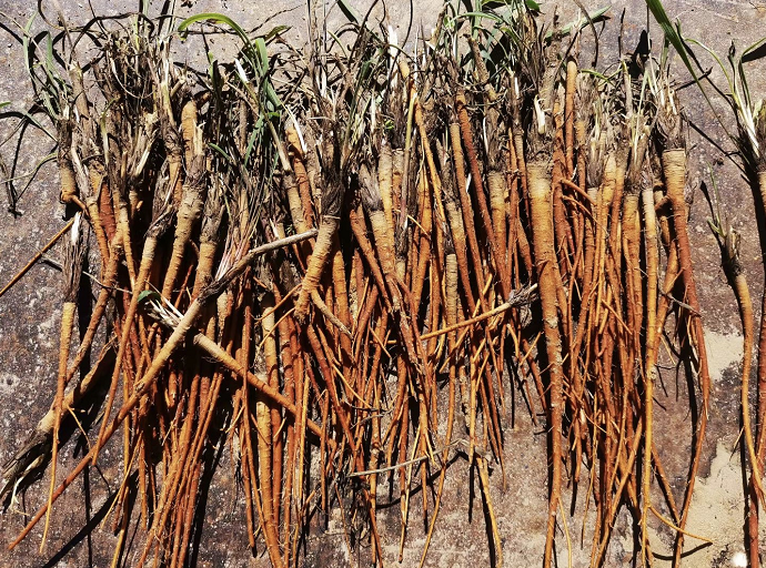 乡村振兴年产值达24亿子洲黄芪种植面积达15万亩