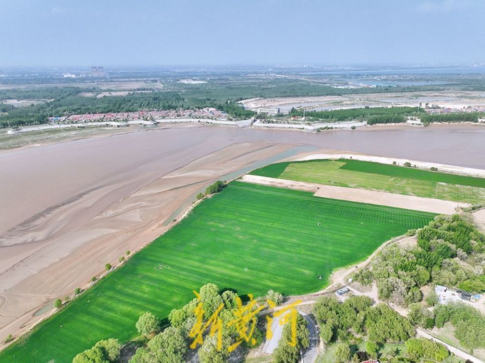 济南黄河畔感受草原风情,一眼望去满目翠绿