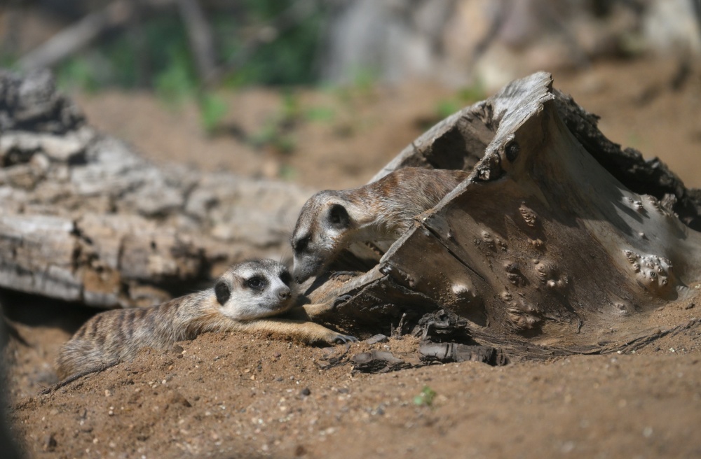 莫斯科动物园的动物们