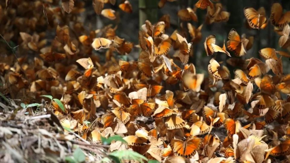 云南金平"亿"只蝴蝶大爆发