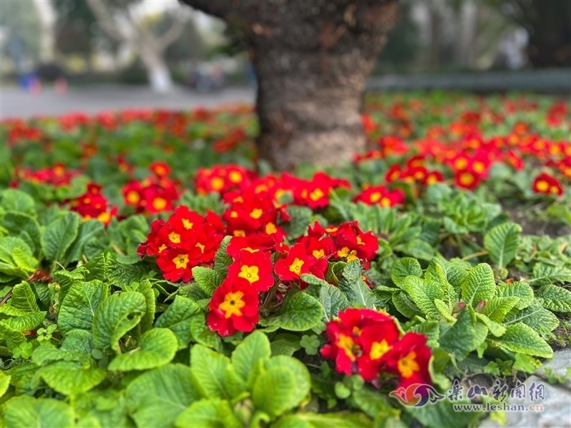65万盆绿植扮靓城区迎新春