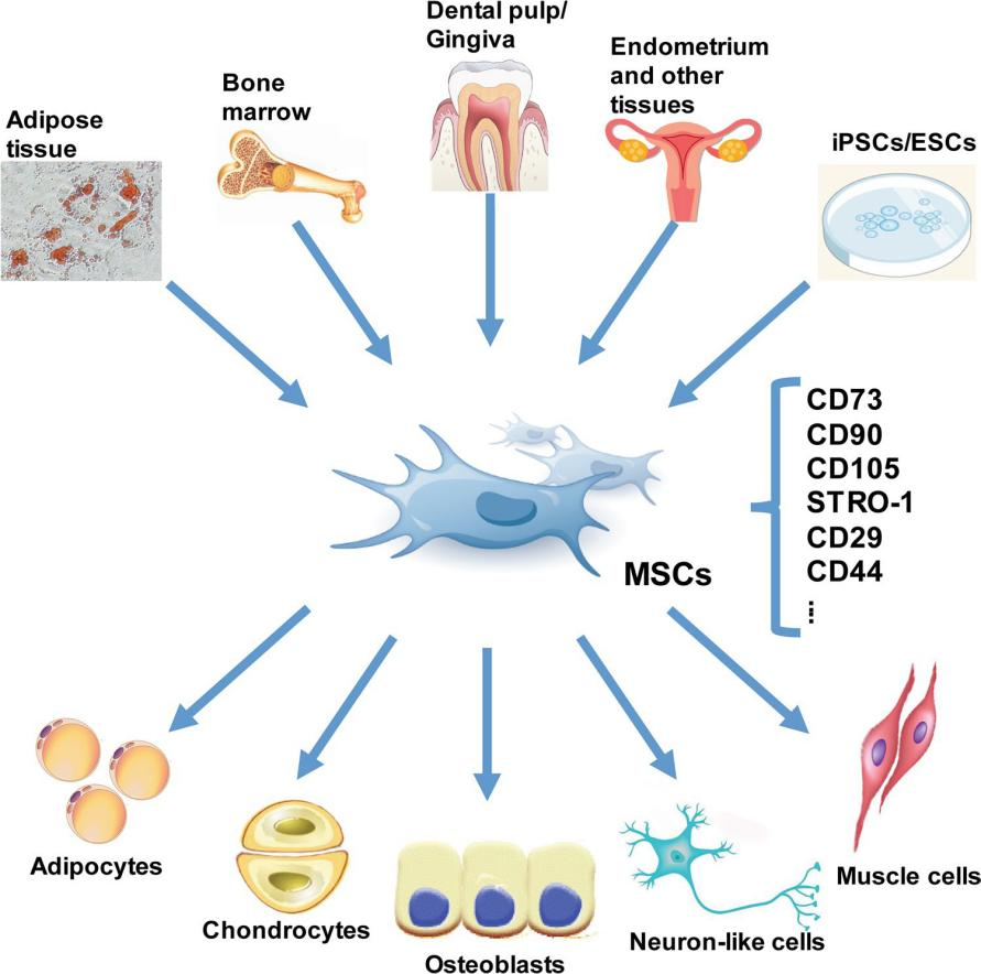 一文概述间充质干细胞(msc)的三系分化及其培养protocol