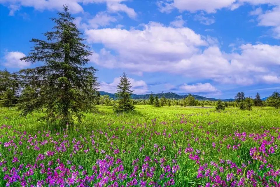 长白山西景区高山花园,限定的花系夏天!