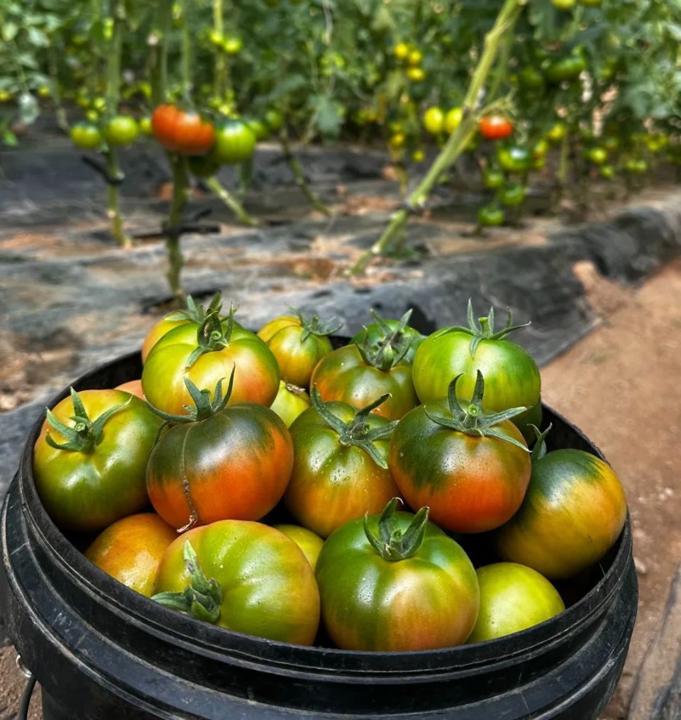 铁皮柿子都是果园现摘现发,保证新鲜不同颜色铁柿子的口感差别很大越