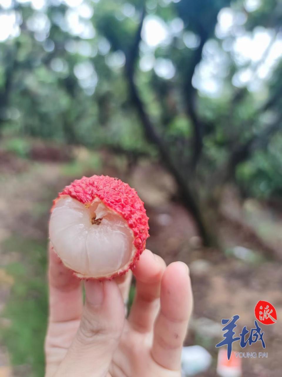 广东“冻眠荔枝”热搜第一！这是什么科技狠活？你会买来吃吗？｜第2眼_腾讯新闻
