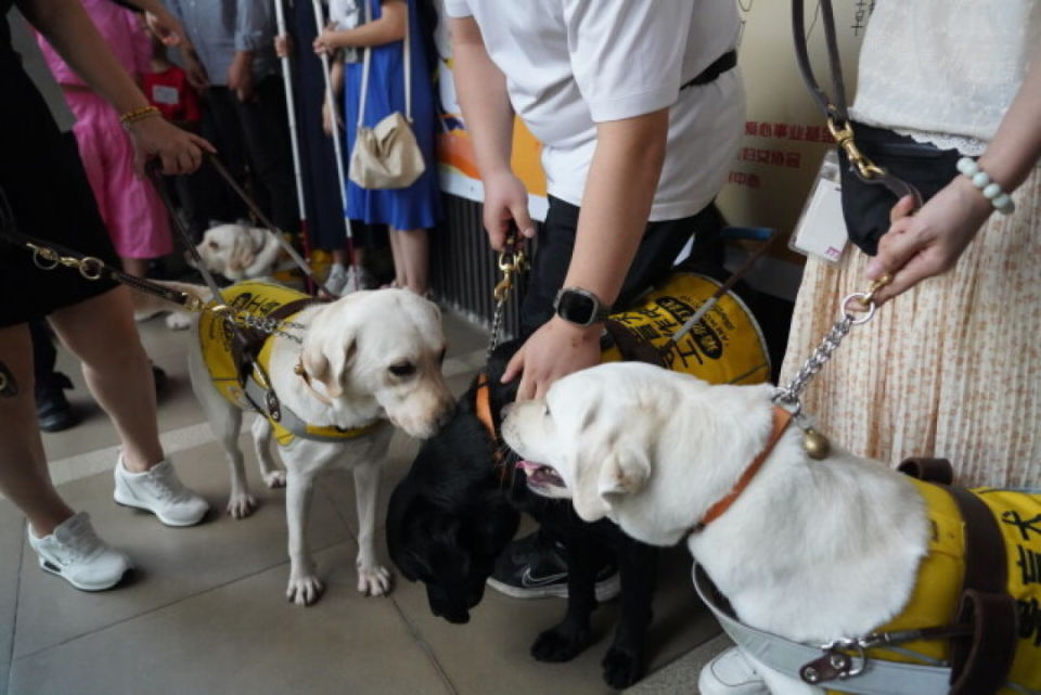 国际盲人节,广州导盲犬学校迎来新校舍