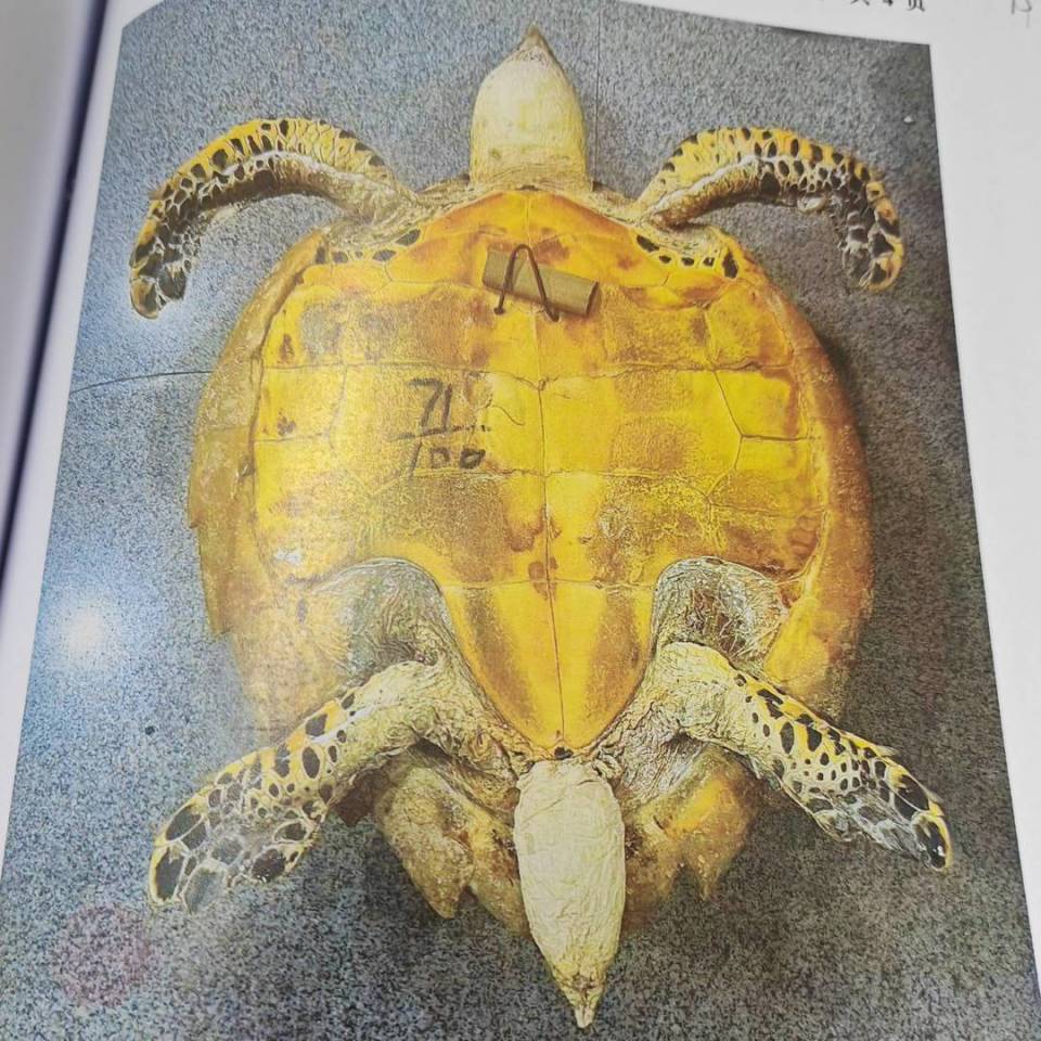 独特的鳞片呈半透明咖啡色非常漂亮,有人觉得收藏玳瑁标本寓意吉祥