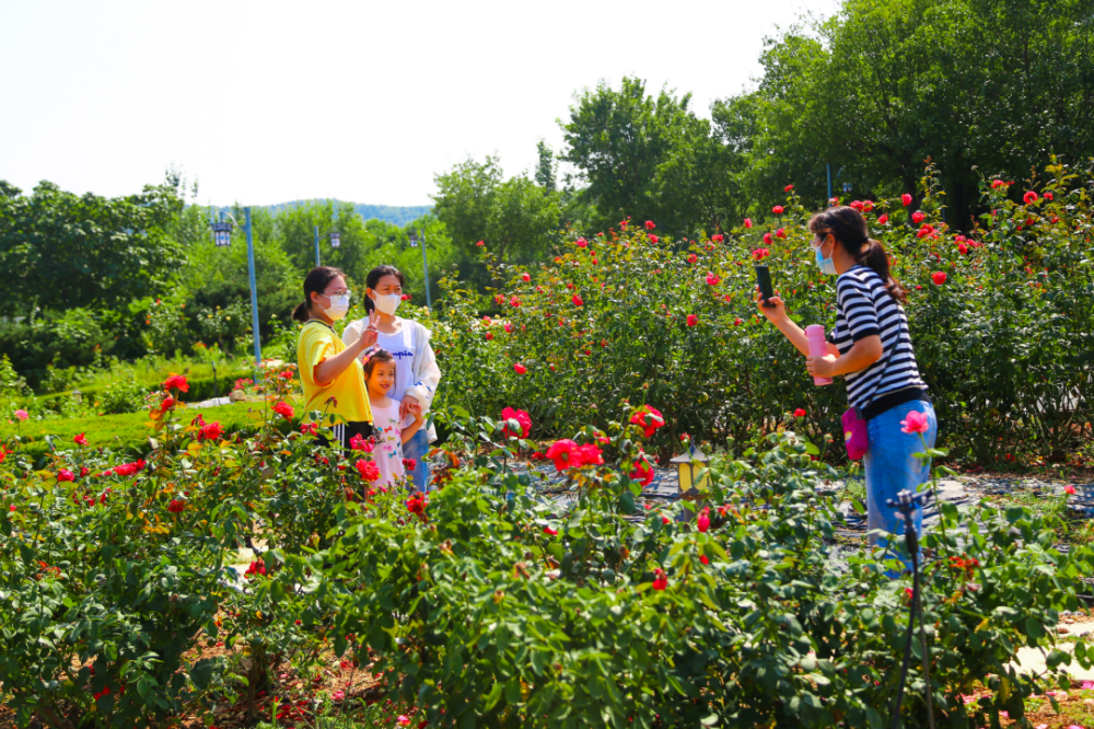 莱州月季花（莱州月季花节是5月25号还是五月二十五） 第28张