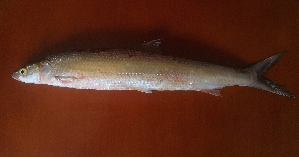 长江三剑客都能重现江湖吗