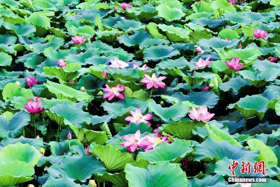湖北枝江：荷花朵朵开 游人“为荷来”_腾讯新闻
