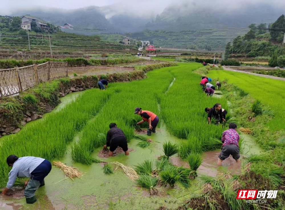 麻阳高村镇插秧忙待稻香集体经济发展旺
