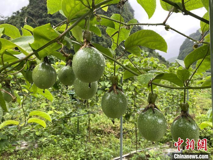 百香果种植基地映入眼帘,翠绿的叶片间,沉甸甸的果实如同宝石般挂满