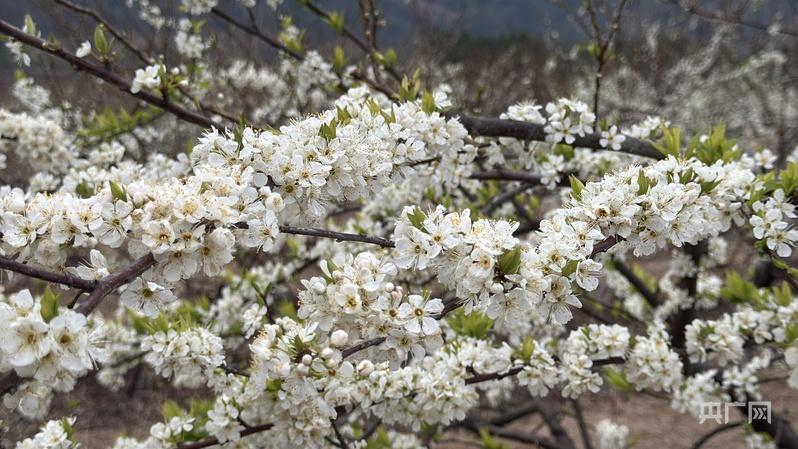 湖南江永李花盛放 馥郁芬芳_腾讯新闻