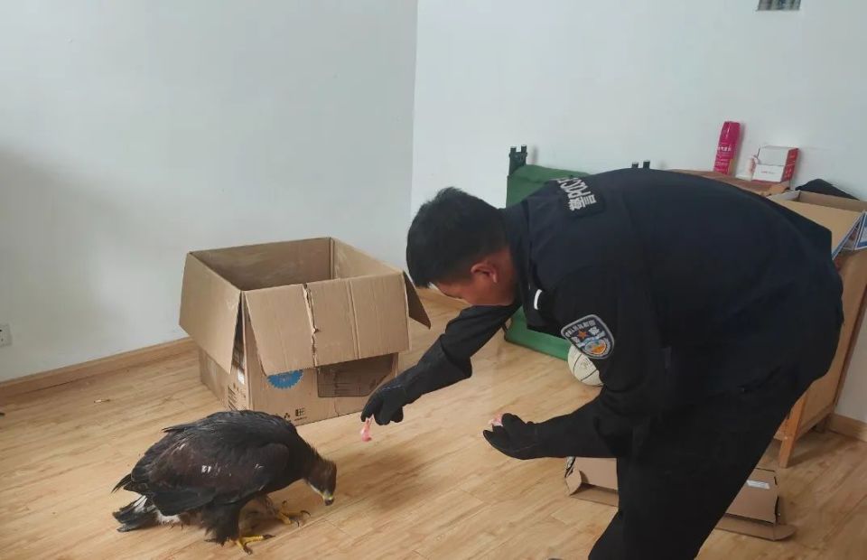 国家一级!香格里拉警方成功救助一只野生动物