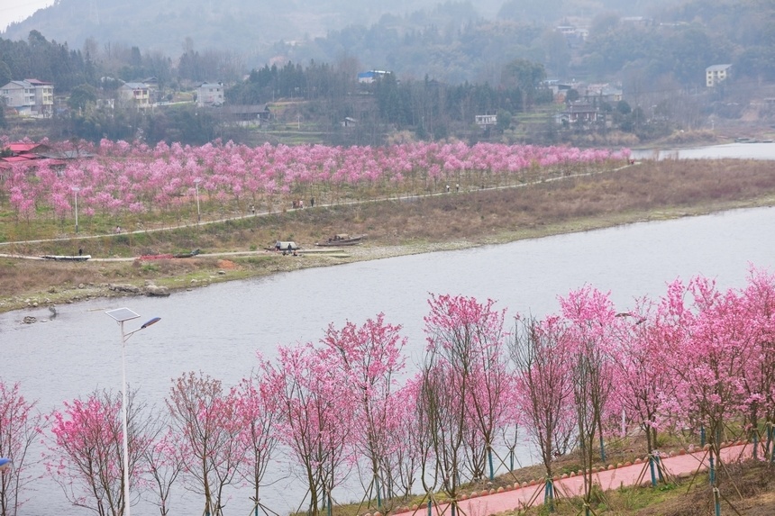 贵州天柱:樱花盛开醉游人_腾讯新闻