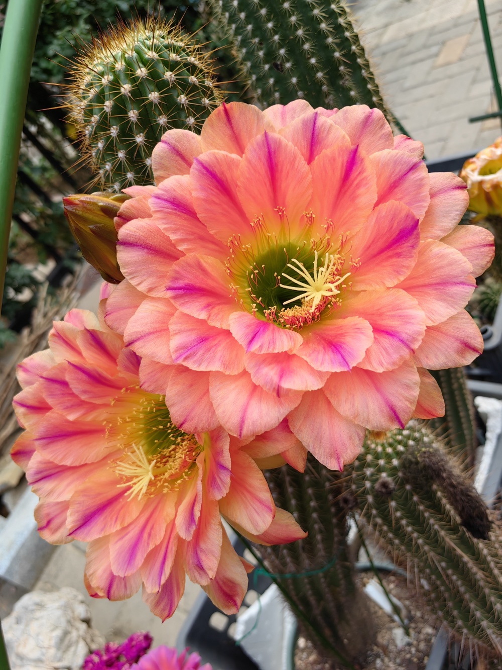 仙人球开花,祝愿高考生好运相伴