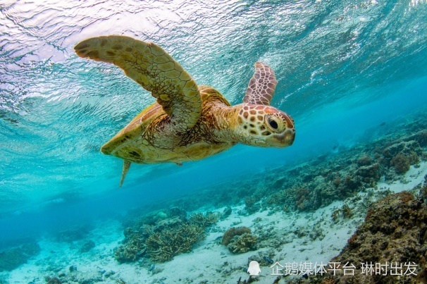 中心,海龟保育和长期研究监测中心为一体的蒙利普斯海龟中心所在地