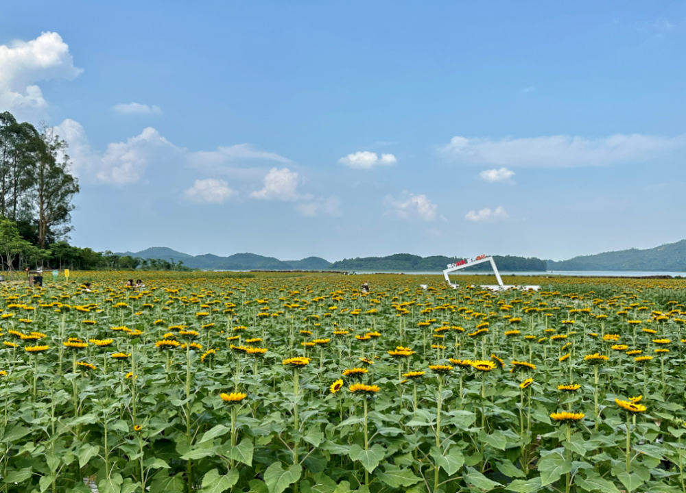 人在景中人民公园满眼绿意,风景如画绿草