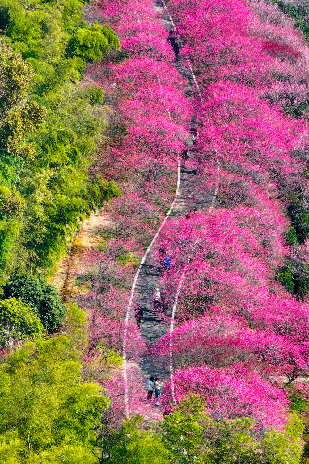 浙江长兴梅花绽放醉游人