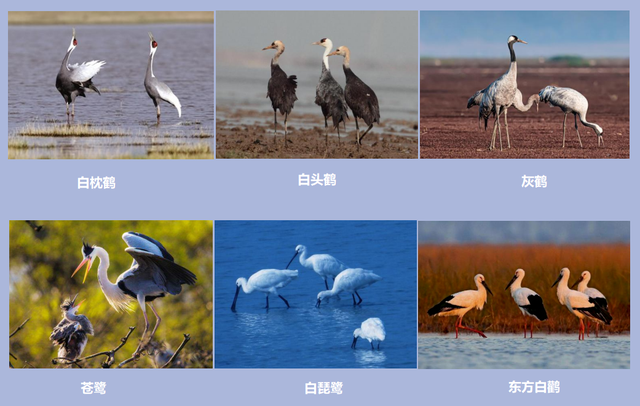 冬游江西全攻略『观鸟篇』：全省10个绝佳观鸟点，万鸟齐飞的壮观景象，快来一饱眼福！_腾讯新闻