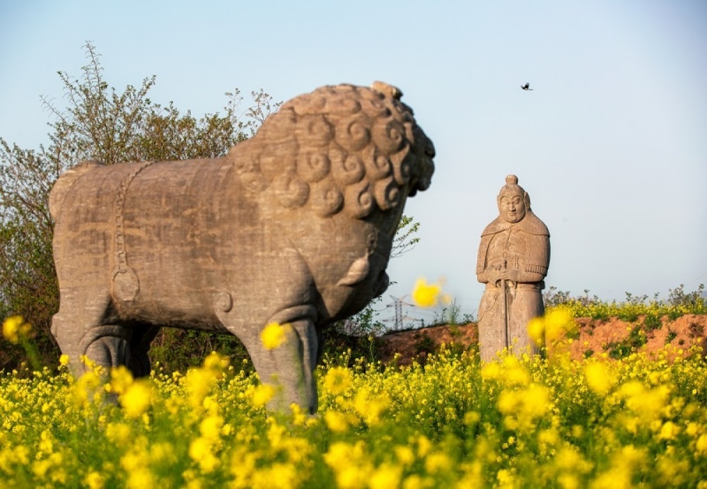 图集丨巩义北宋皇陵保护区内油菜花绽放,吸引市民观赏_腾讯新闻