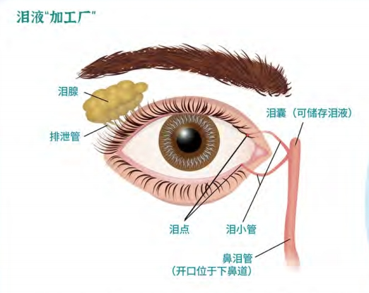 泪腺孔的示意图图片