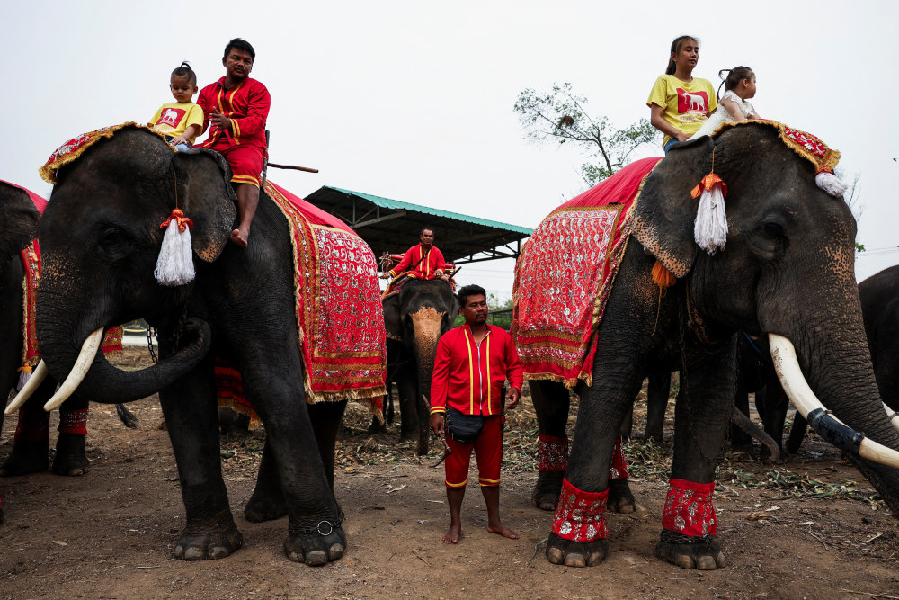 泰国:庆祝大象日