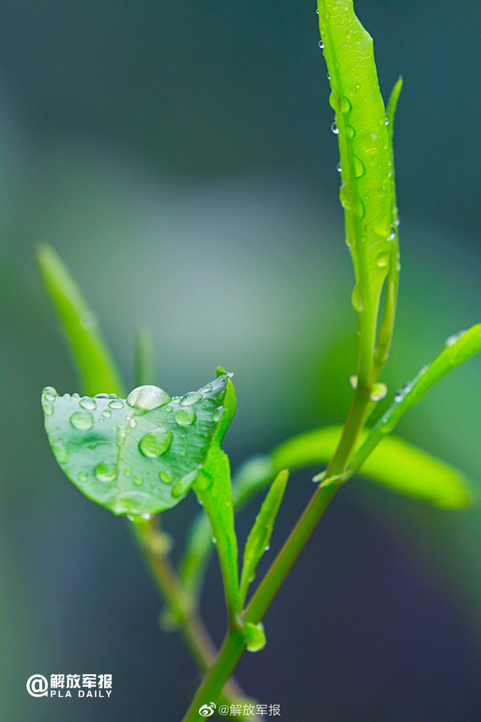 雨水树叶图片图片