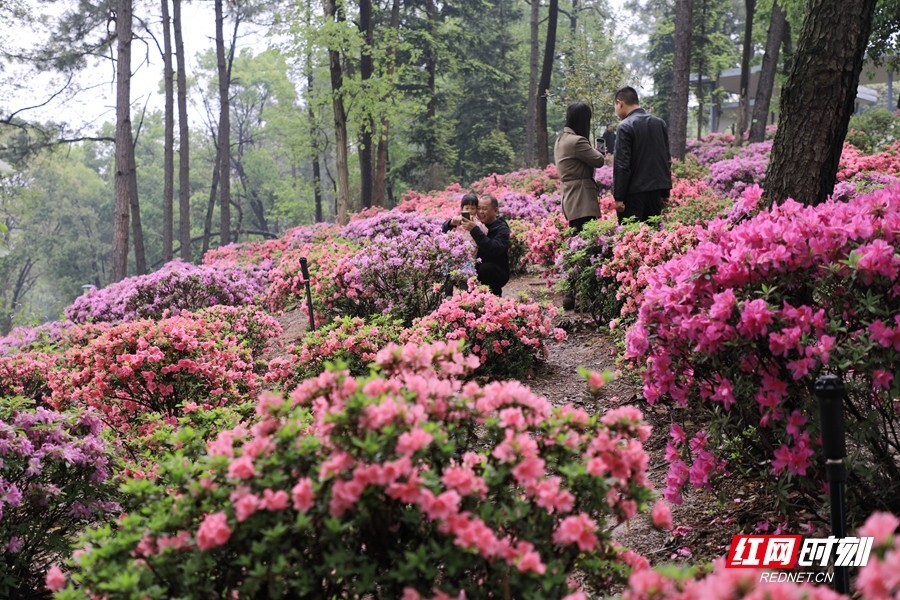花草新闻社映山红映红山湖南省植物园450亩杜鹃花海怒放