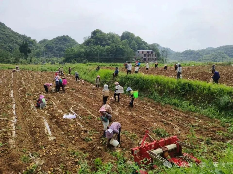 鸡场乡联兴村:马铃薯喜获丰收 机械采收增效益