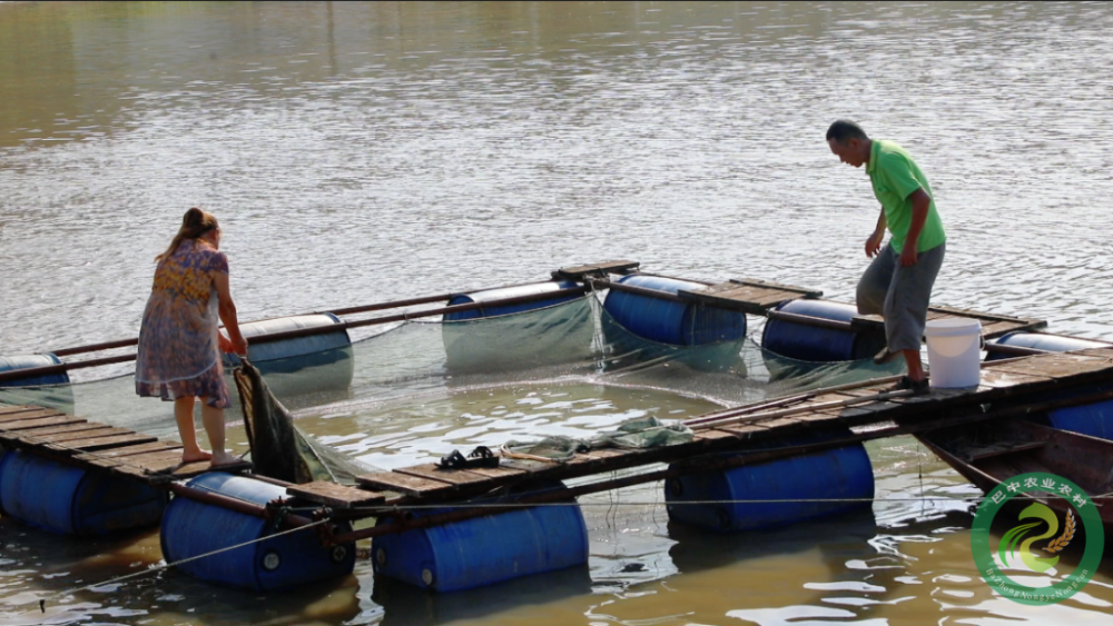 它,就是江口青鳙