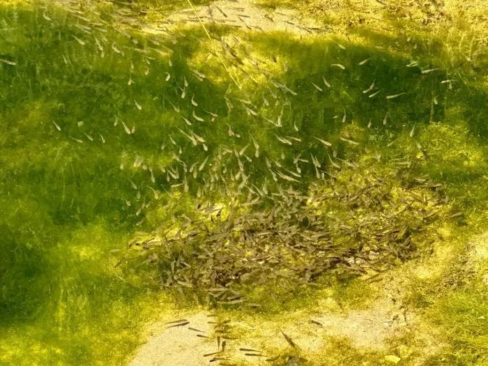 鲹鱼河治理见成效：水清鱼丰生态美_腾讯新闻