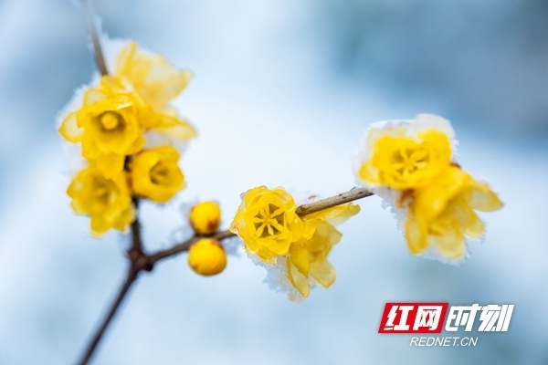 冬日邵阳雪中的腊梅