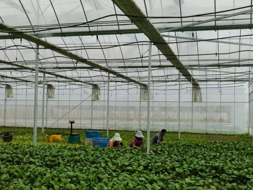 加固大棚,清捞沟渠……松江蔬菜基地这样防汛保供