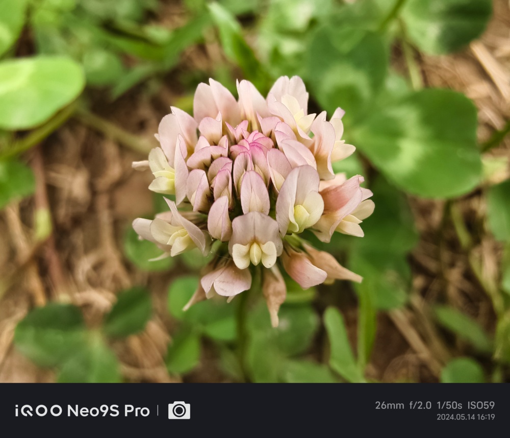 iqoo neo9s pro,真我gt5 pro,红米k70 pro,谁是3000档