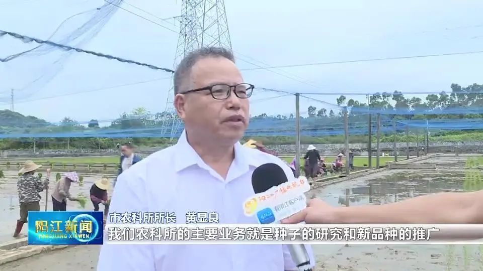 140多水稻品种开始插秧!阳江承接省水稻区域试验项目_腾讯新闻