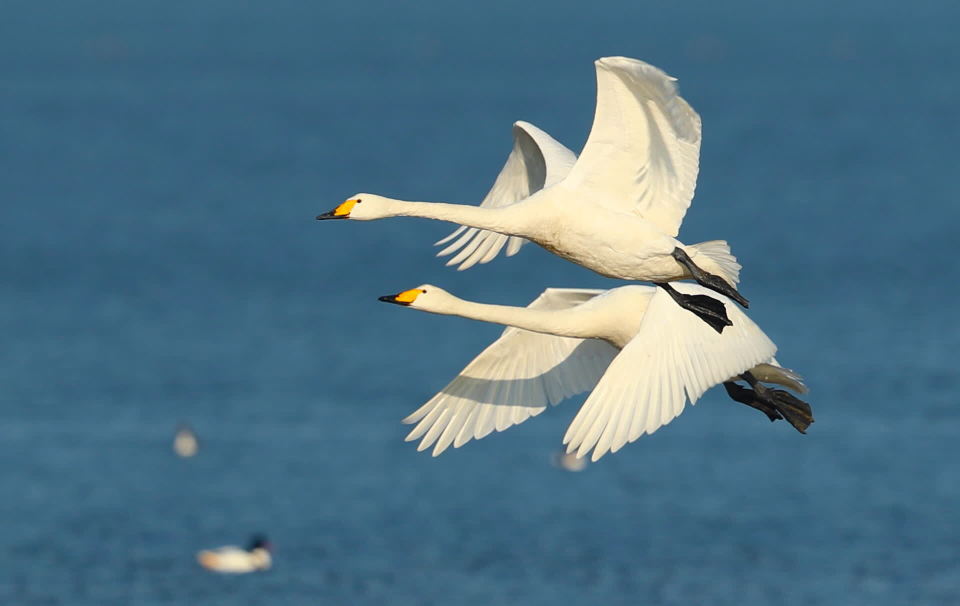 官厅水库的天鹅恋爱了,它们这样表达爱意_腾讯新闻