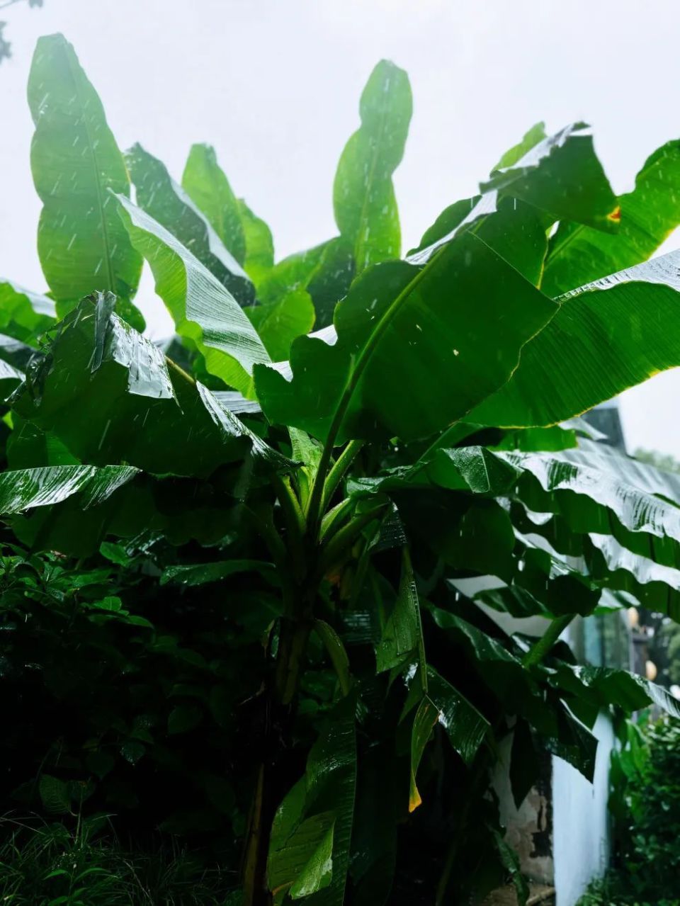 观赏的我们平常吃的香蕉主要产于热带和亚热带地区芭蕉科植物约140种