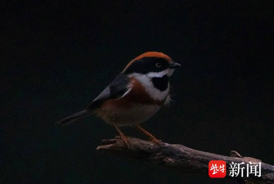 视频中国最小之一鸟儿长尾山雀飞临南京中山陵景区