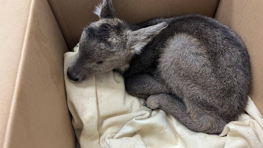 "野羊子"落单被救,竟是国家二级重点保护动物