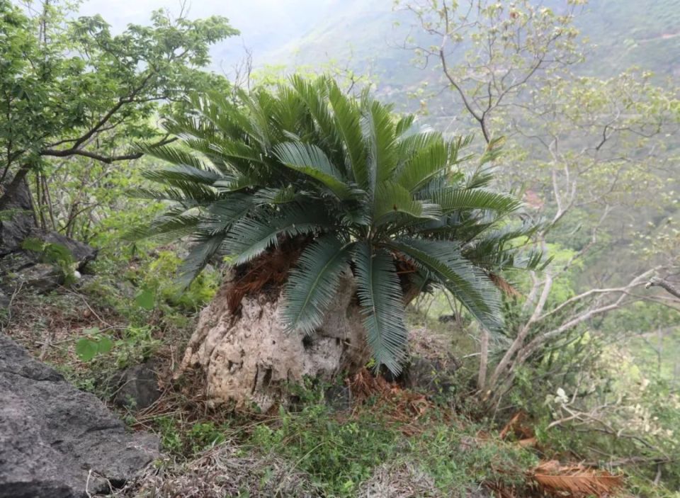 植物界的"大熊猫",红河苏铁野外回归数量达3860株啦