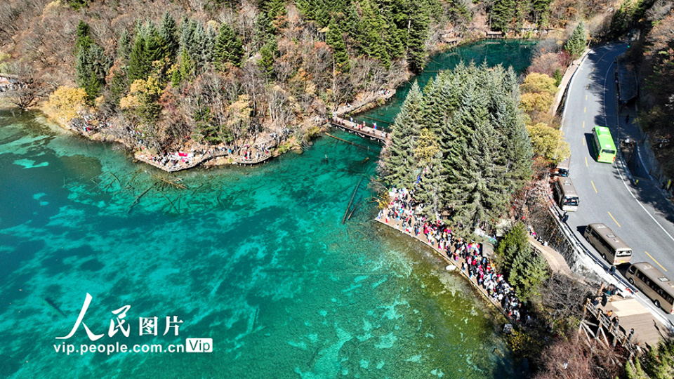 四川阿坝州九寨沟彩林如画迎客来