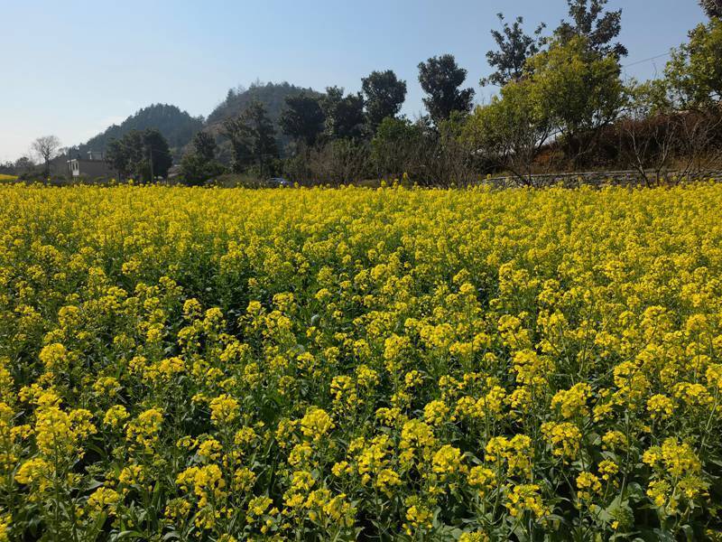 永泰梧桐油菜花图片