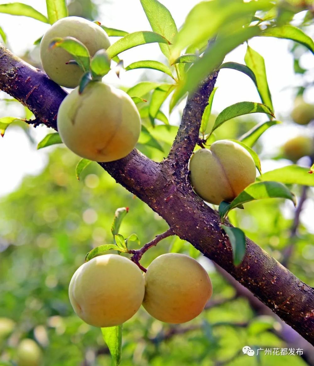 华 李梯面西坑村百度导航:千亩桃园地址:广州花都区狮岭镇联星村每天