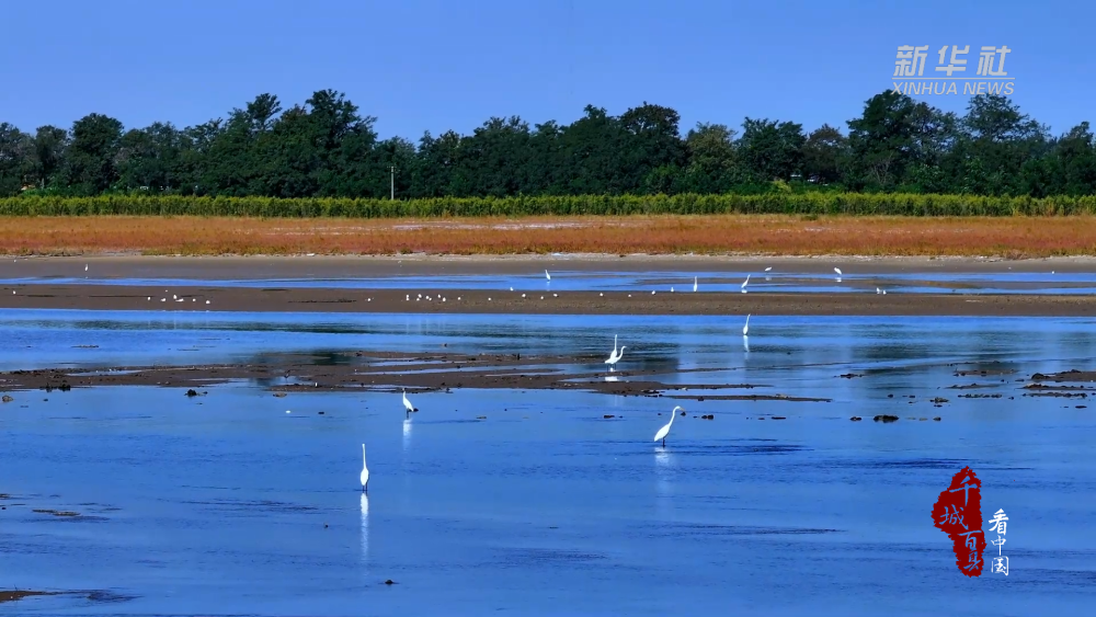 千城百县看中国|河北秦皇岛:七里海潟湖湿地迎秋季迁徙首批候鸟