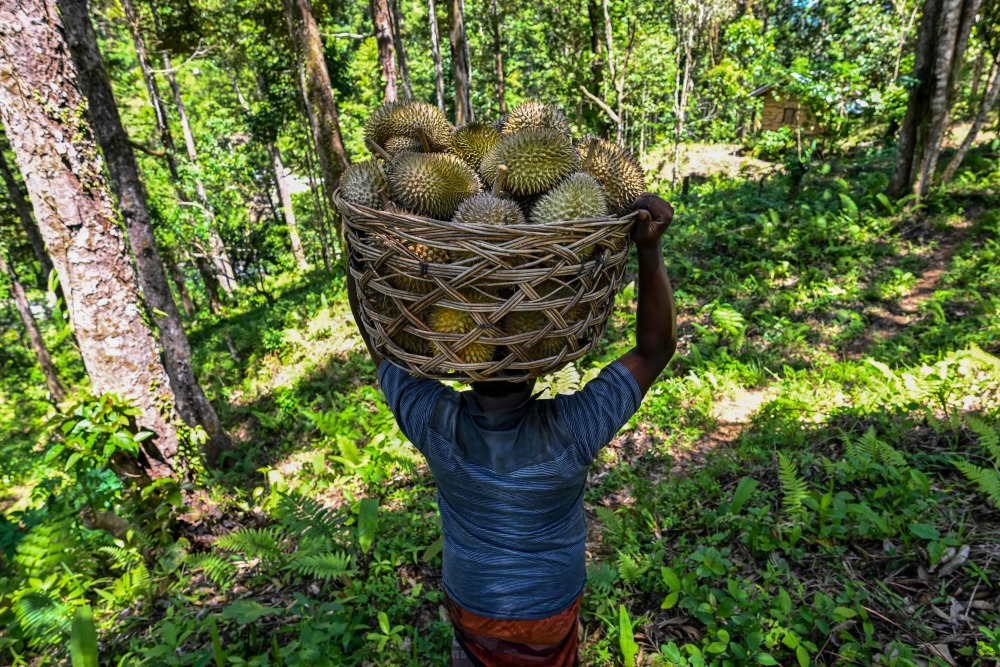 印度尼西亚收获榴莲